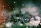 Blades of Grass, Dew Drops, OLFV01P12_04