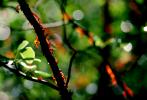 Manzanita Trees, Marin County, California, OLFV01P12_12.1459