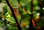Manzanita Trees, Marin County, California, OLFV01P12_12B.1459