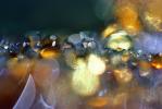 Dew Drops, Tanic Acid, Waterlens, Spirit Light, Watershapes, OLFV01P14_02