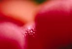Manzanita Berries, OLFV01P14_14.1459