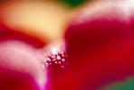 Manzanita Berries, OLFV01P14_14B
