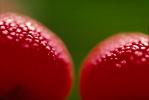 Manzanita Berries