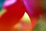 Nasturtium Flower , OLFV01P15_04
