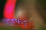 Nasturtium Flower , OLFV01P15_07