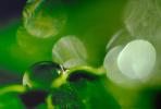 Water Drop, Nasturtium, Waterlens, Close-up, Bokeh, Watershapes