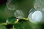 Water Drop, Nasturtium, Waterlens, Close-up, Bokeh, Watershapes, OLFV02P01_02