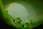 Water Drop, Nasturtium, Waterlens, Close-up, Bokeh, Watershapes, OLFV02P01_03.1149