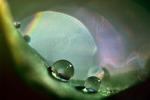 Water Drop, Nasturtium, Waterlens, Close-up, Watershapes, OLFV02P01_03