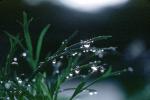 Early Morning Dew, Blades of Grass, Waterlens, Watershapes, OLFV02P01_09