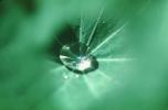 Water Drop, Nasturtium, Waterlens, Close-up, Watershapes, OLFV02P01_15