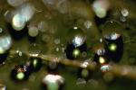 Water Drop, Nasturtium, Waterlens, Watershapes, OLFV02P01_17.1149