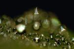 Water Drop, Nasturtium, Waterlens, Watershapes, OLFV02P02_01.1149