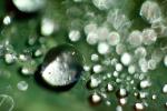Water Drop, Nasturtium, Waterlens, Close-up, Watershapes, OLFV02P02_07