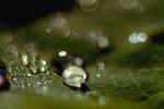 Water Drop, Nasturtium, Waterlens, Watershapes, OLFV02P02_09.1149