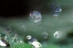 Water Drop, Nasturtium, Waterlens, Bokeh, Watershapes, OLFV02P02_15