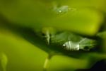 Blades of Grass, Dew Drops, Water Drops, Water Drop, Nasturtium, Waterlens, Watershapes, OLFV02P02_19.1149