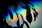 Eucalyptus Leaves, Shadow, Spectral Light, OLFV02P03_01.1459