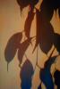 Eucalyptus Leaves, Shadow, Spectral Light, OLFV02P03_02.1149