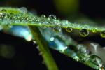 dew drops, Blades of Grass, Water Drops, Waterlens, Watershapes, OLFV02P05_03.1149