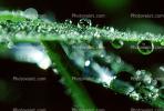 dew drops, Blades of Grass, Water Drops, Waterlens, Watershapes, OLFV02P05_03