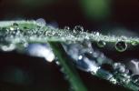 Blades of Grass, Dew Drops, Water Drops, Waterlens, Watershapes, OLFV02P05_04