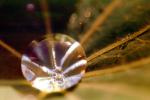 Water Drop, Nasturtium, Waterlens, Close-up, Watershapes, OLFV02P06_06