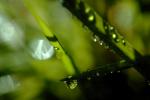 Blades of Grass, Dew Drops, Water Drops, Early Morning Dew, Waterlens, Watershapes, OLFV02P06_14.1149