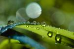 Blades of Grass, Dew Drops, Water Drops, Early Morning Dew, Waterlens, Bokeh, Watershapes, OLFV02P06_18.1149