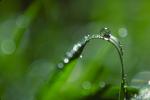 Blades of Grass, Dew Drops, Water Drops, Water Drop, Nasturtium, Waterlens, Watershapes, OLFV02P07_01.1149