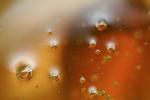 Honey and Bubbles, OLFV02P07_03