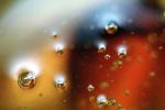 Honey and Bubbles, OLFV02P07_03B