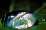 Water Drop Dome, Nasturtium, Waterlens, Close-up, Watershapes, OLFV02P08_11.1149