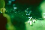 Water Drop, Nasturtium, Waterlens, Close-up, Watershapes, OLFV02P08_13.1149