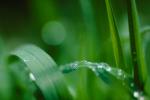 Waterlens, Early Morning Dew, upon a Leaf, Watershapes
