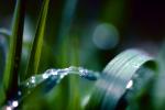 Waterlens , Early Morning Dew, upon a Leaf, Watershapes, OLFV02P08_17B.1149
