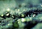 Early Morning Dew, upon a Leaf, Waterlens, Watershapes, OLFV07P15_01