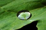 Early Morning Dew, upon a Leaf, Waterlens, Watershapes, OLFV07P15_10.1458