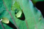 Early Morning Dew, upon a Leaf, Waterlens, Watershapes, OLFV07P15_12.1156
