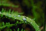 Waterlens , Early Morning Dew, upon a Leaf, Close-up, Watershapes