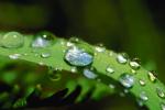 Early Morning Dew, upon a Leaf, Waterlens , Close-up, Watershapes, OLFV08P02_14.1156