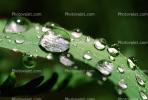 Early Morning Dew, upon a Leaf, Waterlens , Close-up, Watershapes, OLFV08P02_14