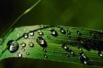 Early Morning Dew, upon a Leaf, Waterlens , Close-up, Watershapes, OLFV08P02_15.1458