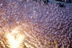 The Accretion of Bubbles, water, Watershapes, OLFV08P03_16