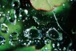 Spider Web, Dew Drop, Watershapes, OLFV10P01_01