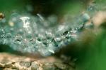 Spider Web, Dew Drop, Watershapes, OLFV10P01_13