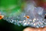Spider Web, Dew Drop, Watershapes, OLFV10P01_15