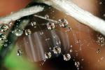 Spider Web, Dew Drop, Watershapes, OLFV10P02_10