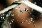 Spider Web, Dew Drop, Watershapes, OLFV10P02_11
