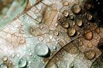 Leafy Settled Rain, Watershapes